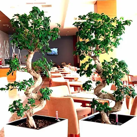 Orucoglu Oreko Hotel